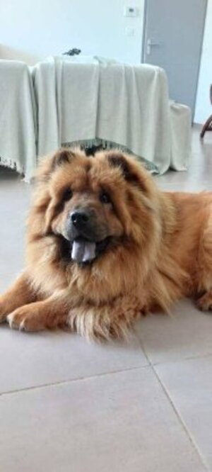 Adopter Sweety