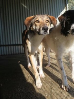 Adopter Sydney