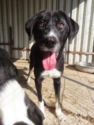 Adopter Symphonie