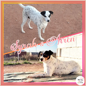 Adopter Syrah & airen