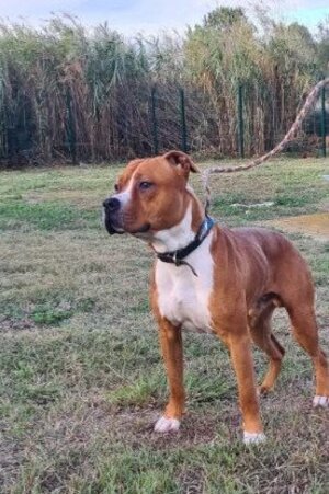 Adopter Tack