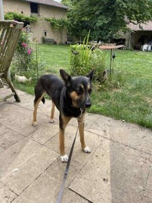 Adopter Taco