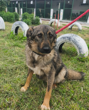 Adopter Tahel