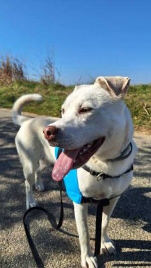 Adopter Taïga