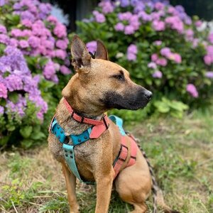 Adopter Taïly