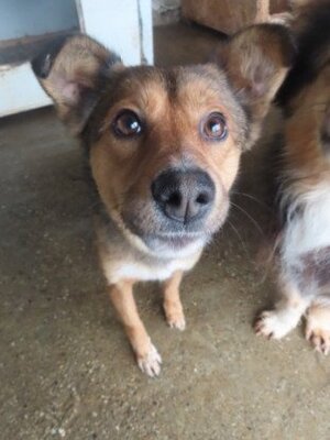 Adopter Talie