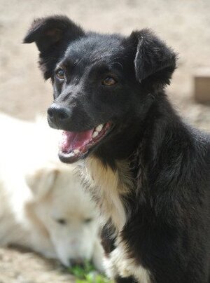Adopter Talonne