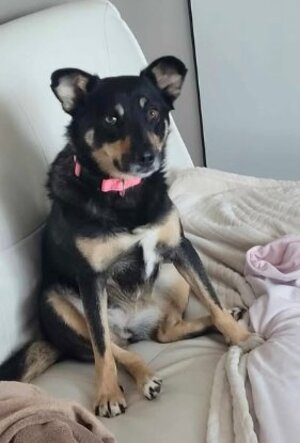 Adopter Talya