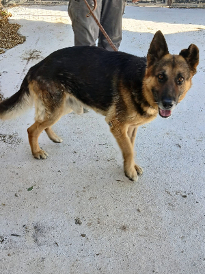 Adopter Tango