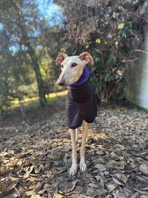 Adopter Tania