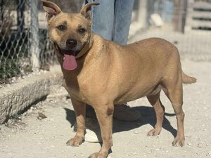 Adopter Tanqueta