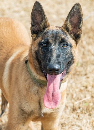 Adopter Tara
