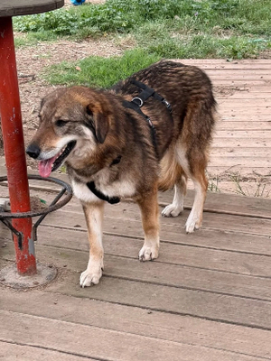 Adopter Tara