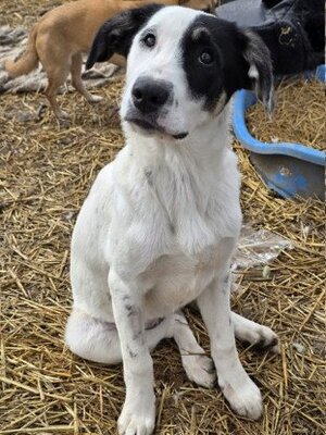 Adopter Tasha