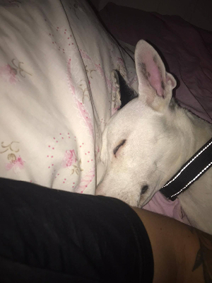 Adopter Tayson