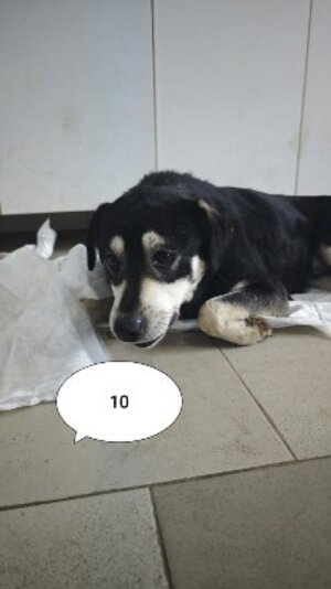 Adopter Teddie