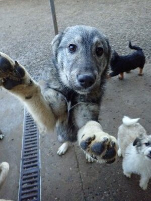 Adopter Teeny