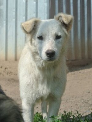 Adopter Tekil