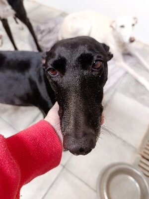 Adopter Tempera