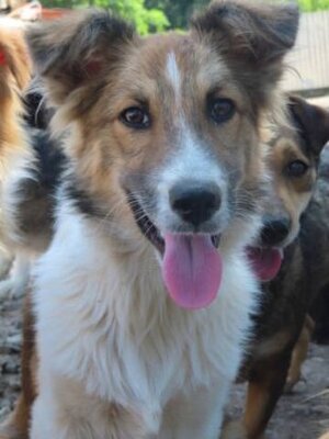 Adopter Terra