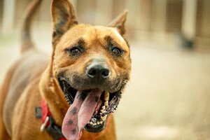 Adopter Tex