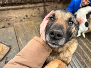 Adopter Texas