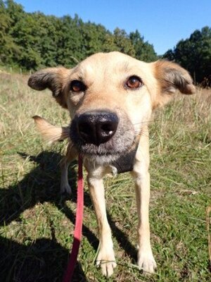 Adopter Thalie