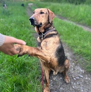 Adopter Theo