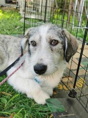 Adopter Theona