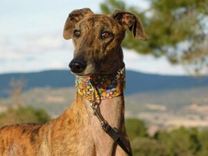 Adopter Thiago