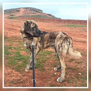 Adopter Thor