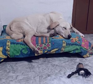 Adopter Thor