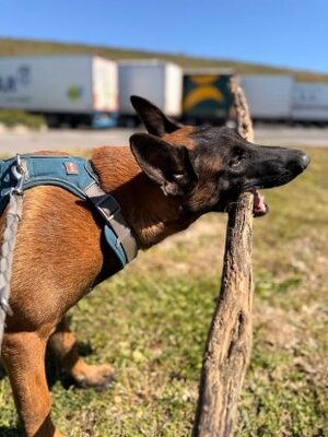 Adopter Thor