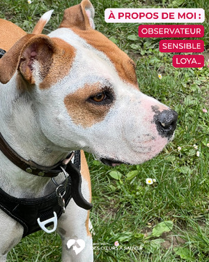 Adopter Thorus