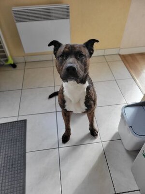 Adopter Tiako