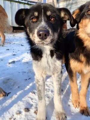 Adopter Tiana