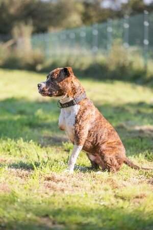 Adopter Tibag