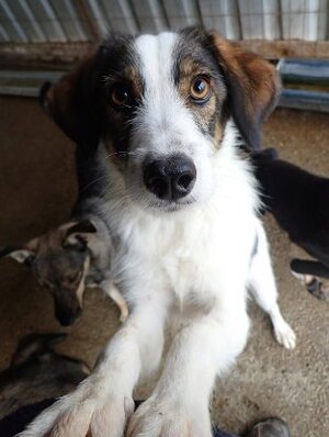 Adopter Tibiscuit
