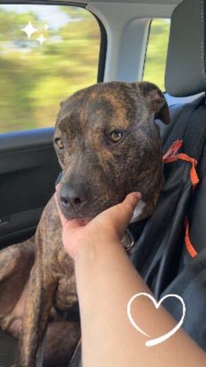 Adopter Tigrou