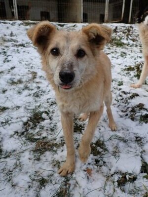 Adopter Tikk