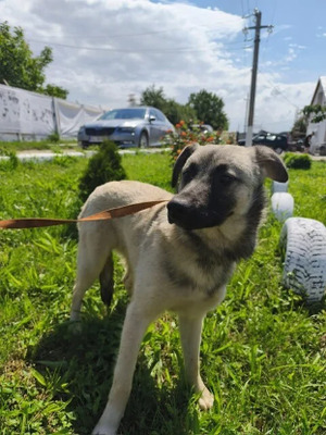 Adopter Tilia