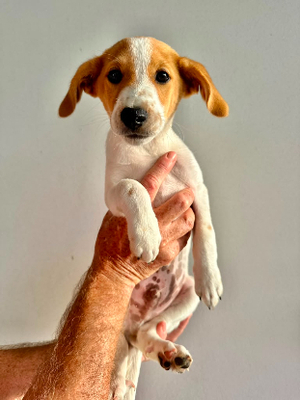 Adopter Timal