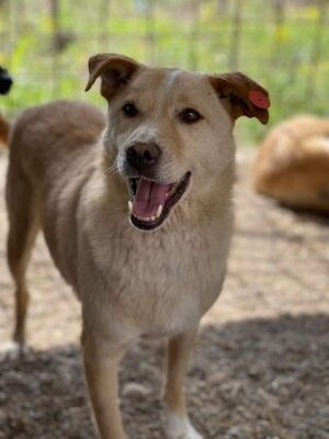 Adopter Timéo