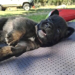 Adopter Timide