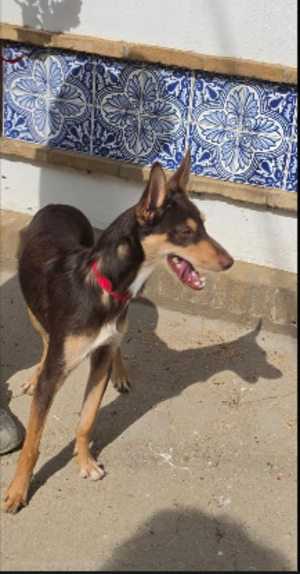 Adopter Tintin