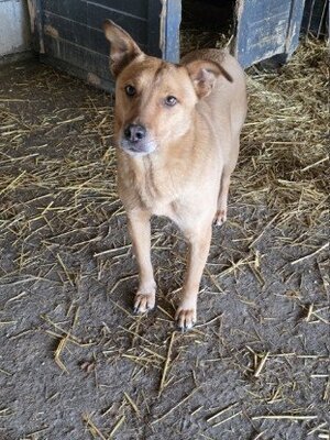 Adopter Tismé