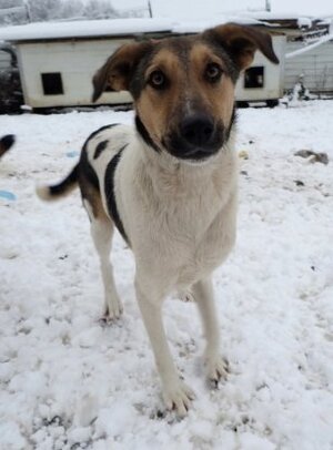 Adopter Titoon