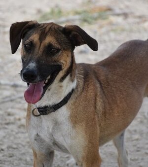 Adopter Tomillo