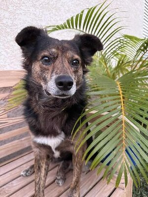 Adopter Tomy