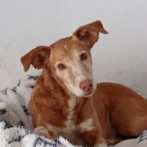 Adopter Toni